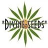 DivineSeeds