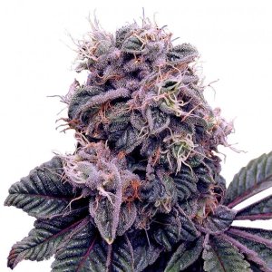 Красивая шишка марихуаны сорта Blueberry
